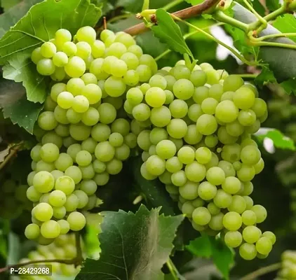 Grape Fruit Air Layered plant, Angoor Plant Special Variety (Fruit After 1 Year)-thumb0