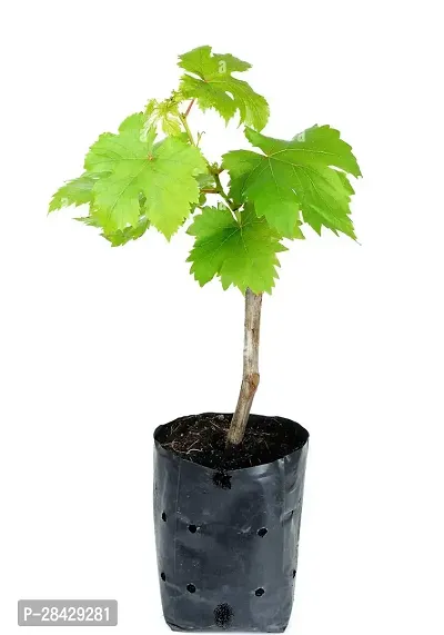 Grape Fruit Air Layered plant, Angoor Plant Special Variety (Fruit After 1 Year)-thumb2