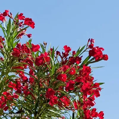 RED OLEANDER/KOROBI FLOWER PLANT OUTDOOR GARDEN LIVE 1 HEALTHY ORGANIC GRAFTED TREE-thumb0