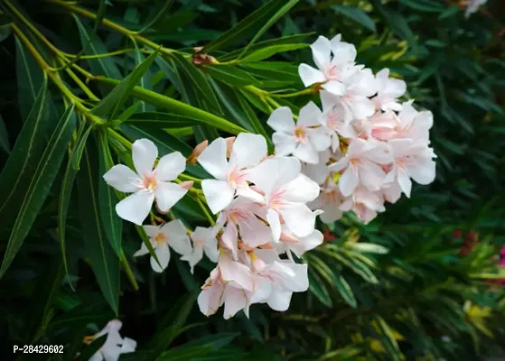 White Oleander/korobi Flower Live Healthy Plant (pack of-1)