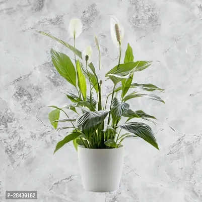 Live Peace Lily Plant | Air Purifying Spathiphyllum Indoor Plant with Flower Pot For Home, Office and Living Room