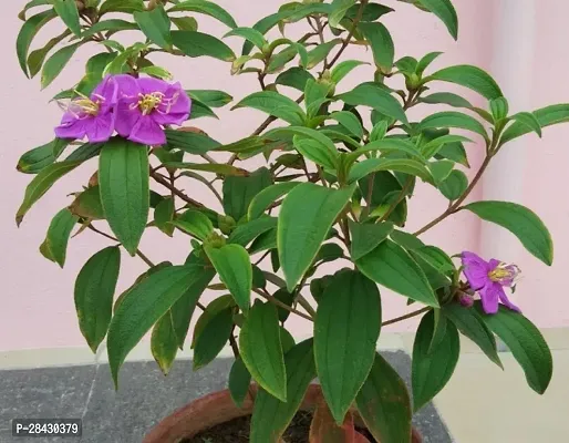Begum-Bahar-Flower Live Plant  Tree Hight 1-1.5 Ft