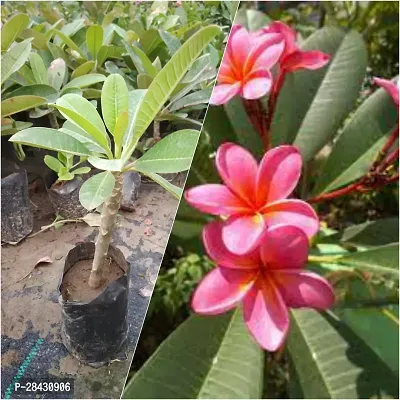 Click to open expanded view        SS TRADING COMPANY Plumeria Flower pink Live Plant (Healthy Plant)