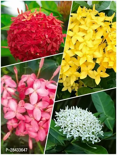 Combo Red, Yellow, White  Pink Colour Ixora Rukmini Rangan Flower Live Plants  Tree(1-2 Feet Size)(Pack of 4 Colour)