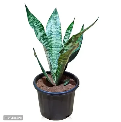 Snake Plant Indoor (Tall Sansevieria plant variety for more Air Purification and Oxygen)(pack of 1 healthy plant,with Pot)