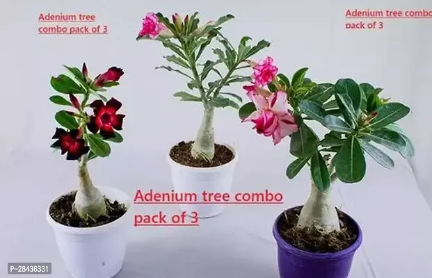 Hybrid adenium live plant pack of 3 mix colour-thumb0