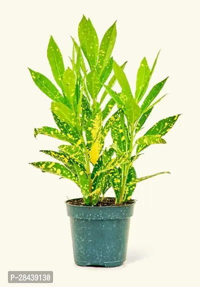 Croton Indoor Live Plant||Gold Dust|| Pack Of 1-thumb0