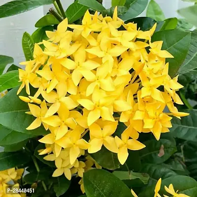 Yellow Colour Ixora Rukmini Rangan Flower Shrubs Live Plant (1.5-3 Feet Height)-thumb0