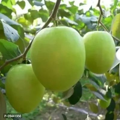 Live Apple Ber Thailand Variety Fruit Known As The Indian Jujube Grafted Plant Comes With A Polybag