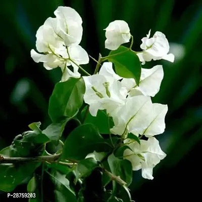 White Flower Plants Bougainvillea (White) - Plant-thumb0