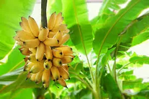 Banana Kela Fal Ka Podha plant Tc Green - Fruit Plants-thumb1