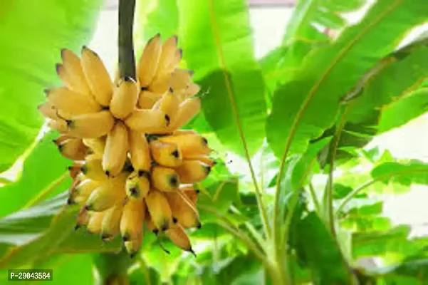 Banana Kela Fal Ka Podha plant Tc Green - Fruit Plants-thumb2