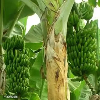 Banana Kela Fal Ka Podha plant Tc Green - Fruit Plants