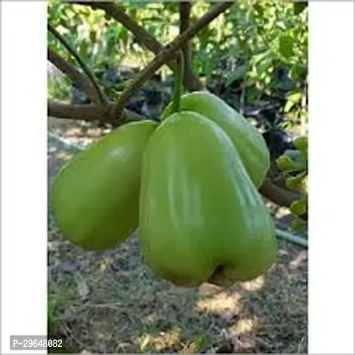 Water Apple Plant Hybrid All Seasons