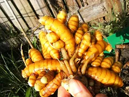 Turmeric Plant Bulbs For Home Garden-thumb2