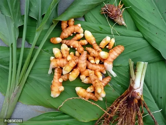 Turmeric Plant Bulbs For Home Garden-thumb4