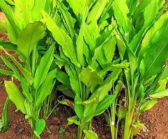 Turmeric Plant Bulbs For Home Garden-thumb4