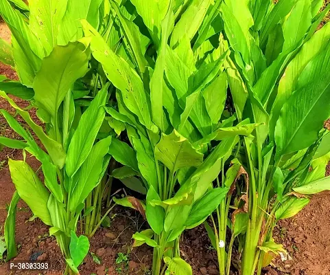 Turmeric Plant Bulbs For Home Garden-thumb5