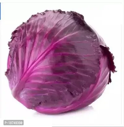 Red Cabbage Seed (200 Per Packet)-thumb0