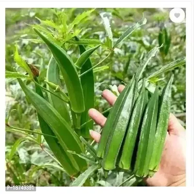 Organic Green Lady Finger home Gardening Easy To Grow 80 Per Packet