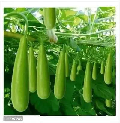 Organic Long Bottle Gourd Seeds For Home Garden Easy To Grow (100 Per Packet)