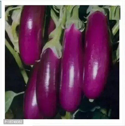 Hybrid Brinjal Seed Home Garden Easy To Grow Seed 500 Per Packet-thumb0