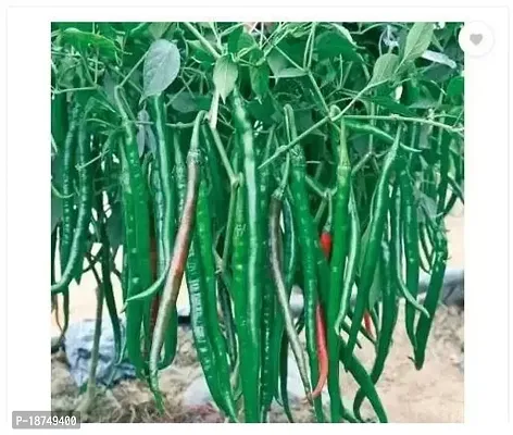 Organic Green Chilly Home Gardening Seed 100 Per Packet