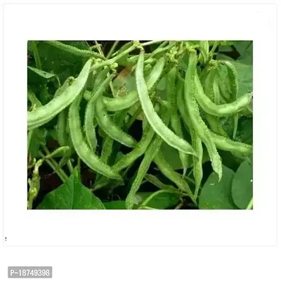 Organic Organics Dolichols, Broad Beans (Surti Papdi) Seed (30 Per Packet)-thumb0