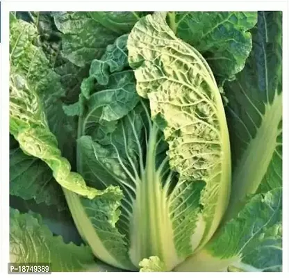 Chinese Napa Cabbage Seed (500 Per Packet)