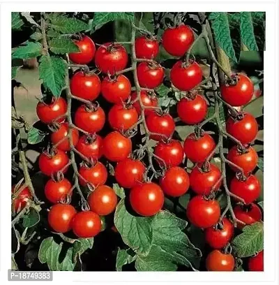 Organic Cherry Tomato Home Gardening 125 Per Packet-thumb0