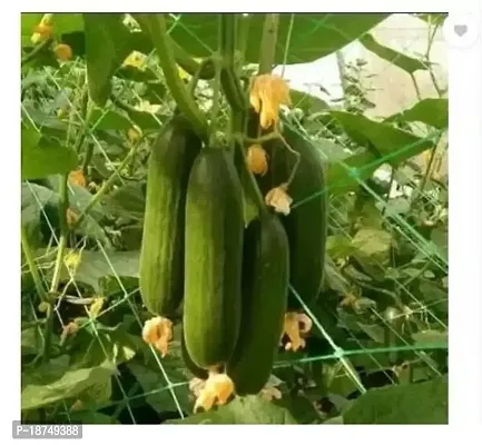 Desi Cucumber Seed (250 Per Packet)