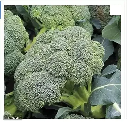 Green Broccoli Seed