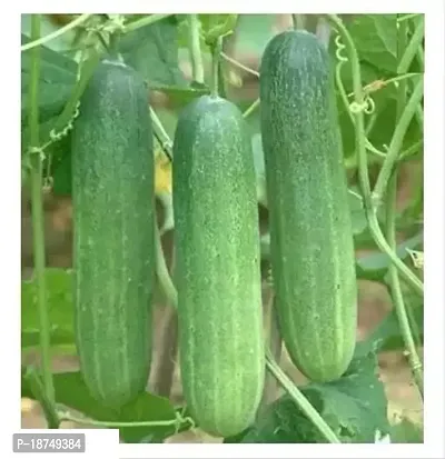 Chaines Cucumber Seed (400 Per Packet)