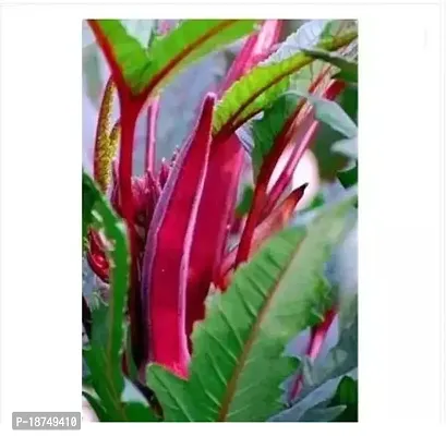 Organic Bhindi Red Lady Finger Home Gardening Easy To Grow 160 Per Packet