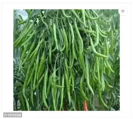 Hybrid Green Chili Home Garden Easy To Grow 1000 Per Packet 100 Gm
