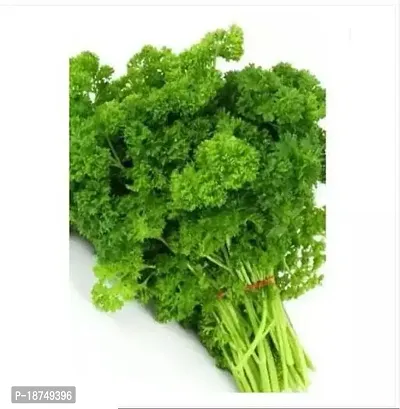 Organic Green Parsley Green Coriander Organic Home Gardening Easy To Grow 150 Per Packet