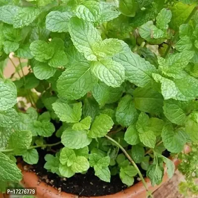 MS GREEN NURSERY PDINA/MINT LIVE PLANT