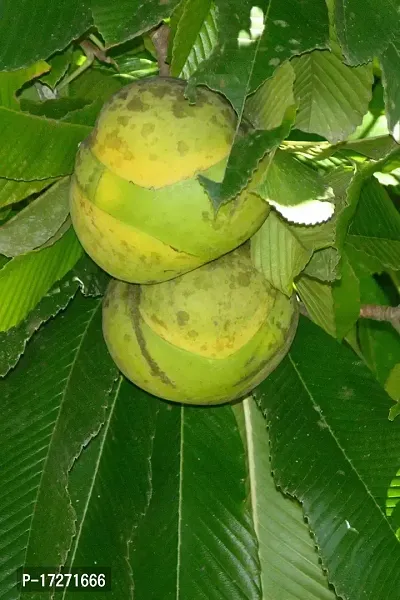 Platone's Dillenia indica Dillenia speciose Elephant Apple Chalta Karmal Chilta Uva Live Plant