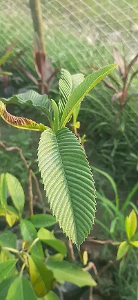 Platone's Dillenia indica Dillenia speciose Elephant Apple Chalta Karmal Chilta Uva Live Plant-thumb2