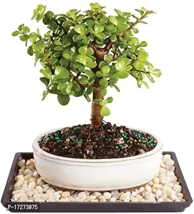 Bee Green jade Good Luck live Plant indoor house plant with Plastic pot-thumb0