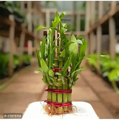 Real Nature 2 layer lucky bamboo plant with round glass bowl and colored jelly balls