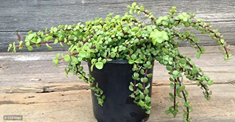 Bee Green Jade Plant For Study Table Jade Plant Very Hardy Bonsai Live Healthy Plant