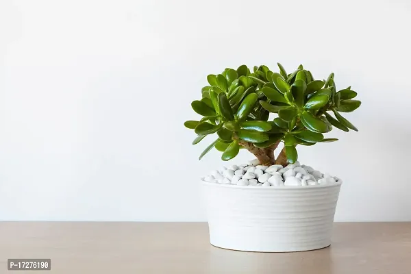 Bee Green Live Crassula Bonsai Tree Indoor Green Live Table Plant