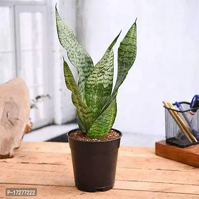 MS GREEN NURSERY SNAKE PLANT-thumb0