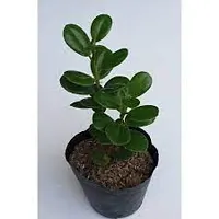 Oxygreenplant Ficus Bonsai (Hybrid, Pack of 1)-thumb3