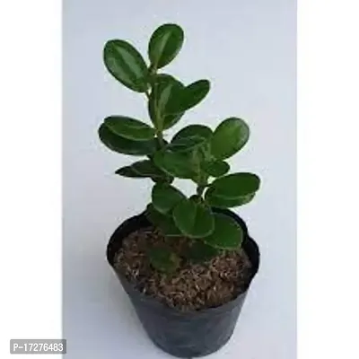 Oxygreenplant Ficus Bonsai (Hybrid, Pack of 1)-thumb4