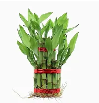 Real Nature 2 layer lucky bamboo plant with round glass bowl and colored jelly balls-thumb3