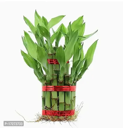 Real Nature 2 layer lucky bamboo plant with round glass bowl and colored jelly balls-thumb4