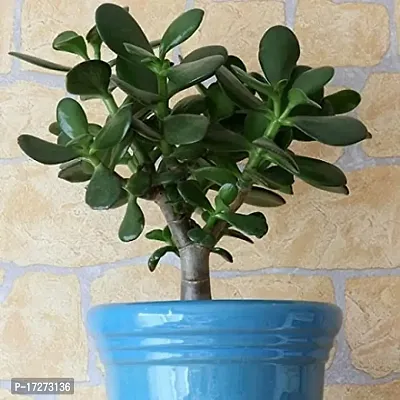 Bee Green Jade Tree / Crassula Ovata Plant / Goodluck Bonsai Tree / Indoor / Bonsai Succulent House Plant-thumb0