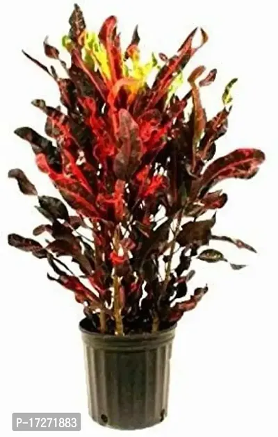 Platone's Live Croton Plant/Live Croton Mammy Decorative Indoor/Outdoor Plant 1 Healthy Live Plant With Plastic BagS